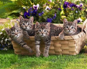 Preview wallpaper kittens, shopping, lots of, flowers, grass