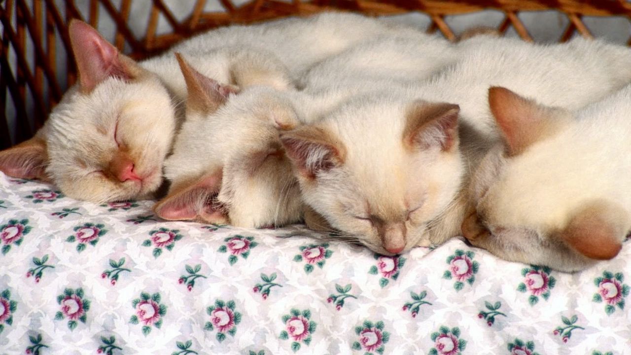 Wallpaper kittens, sleep, kids, many