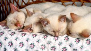 Preview wallpaper kittens, sleep, kids, many