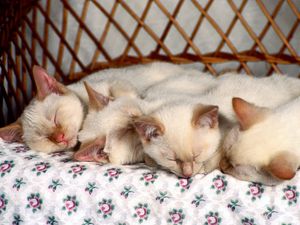 Preview wallpaper kittens, sleep, kids, many