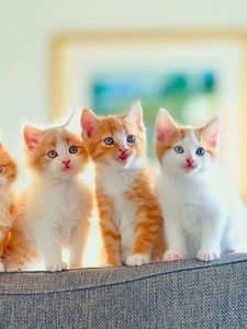 Preview wallpaper kittens, sofa, cats, spotted