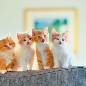 Preview wallpaper kittens, sofa, cats, spotted