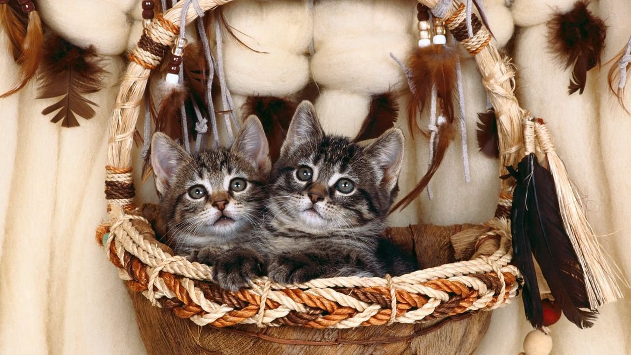 Wallpaper kittens, steam, basket