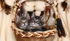Preview wallpaper kittens, steam, basket