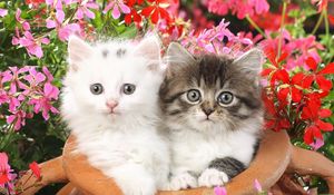 Preview wallpaper kittens, steam pot, flowers