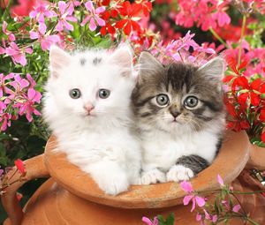 Preview wallpaper kittens, steam pot, flowers