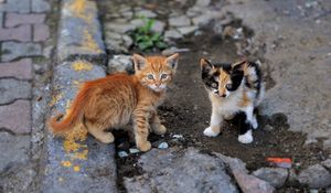 Preview wallpaper kittens, street, couple, striped, spotted