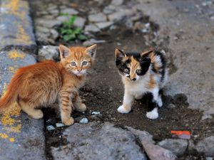Preview wallpaper kittens, street, couple, striped, spotted