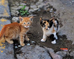 Preview wallpaper kittens, street, couple, striped, spotted