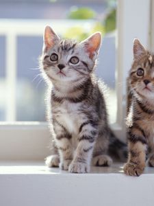 Preview wallpaper kittens, tabby, couple, window sill
