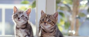 Preview wallpaper kittens, tabby, couple, window sill