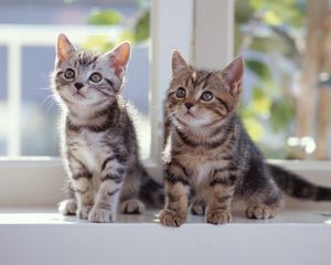 Preview wallpaper kittens, tabby, couple, window sill