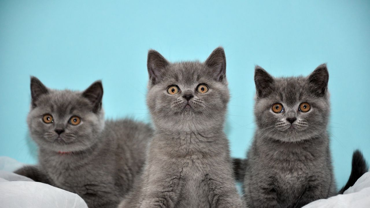 Wallpaper kittens, three, beautiful, british