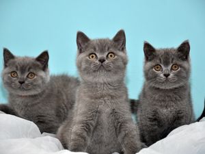 Preview wallpaper kittens, three, beautiful, british