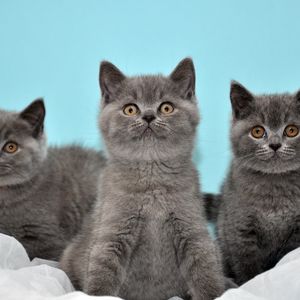 Preview wallpaper kittens, three, beautiful, british