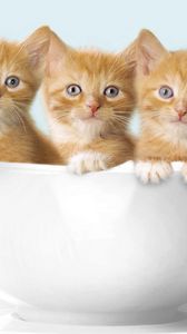 Preview wallpaper kittens, three cup, sit
