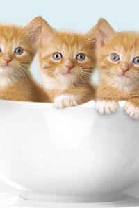 Preview wallpaper kittens, three cup, sit