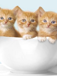 Preview wallpaper kittens, three cup, sit