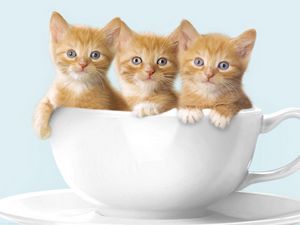 Preview wallpaper kittens, three cup, sit