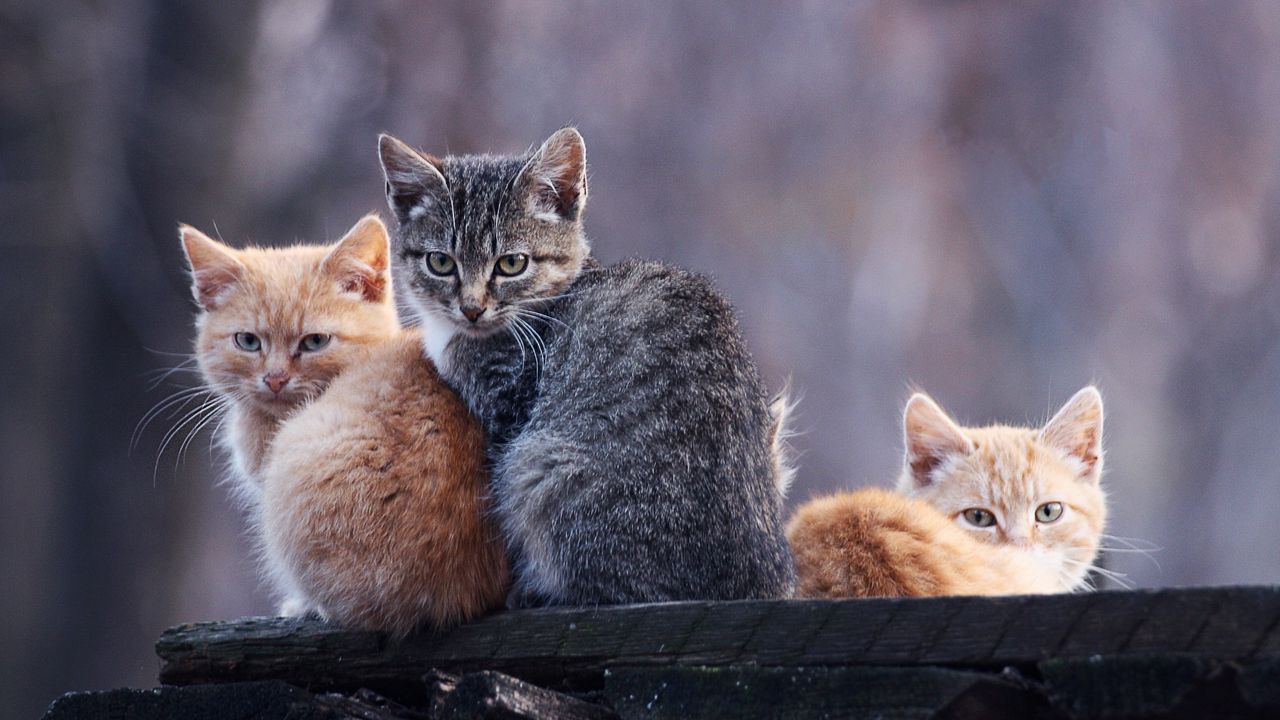 Wallpaper kittens, three, down, stay