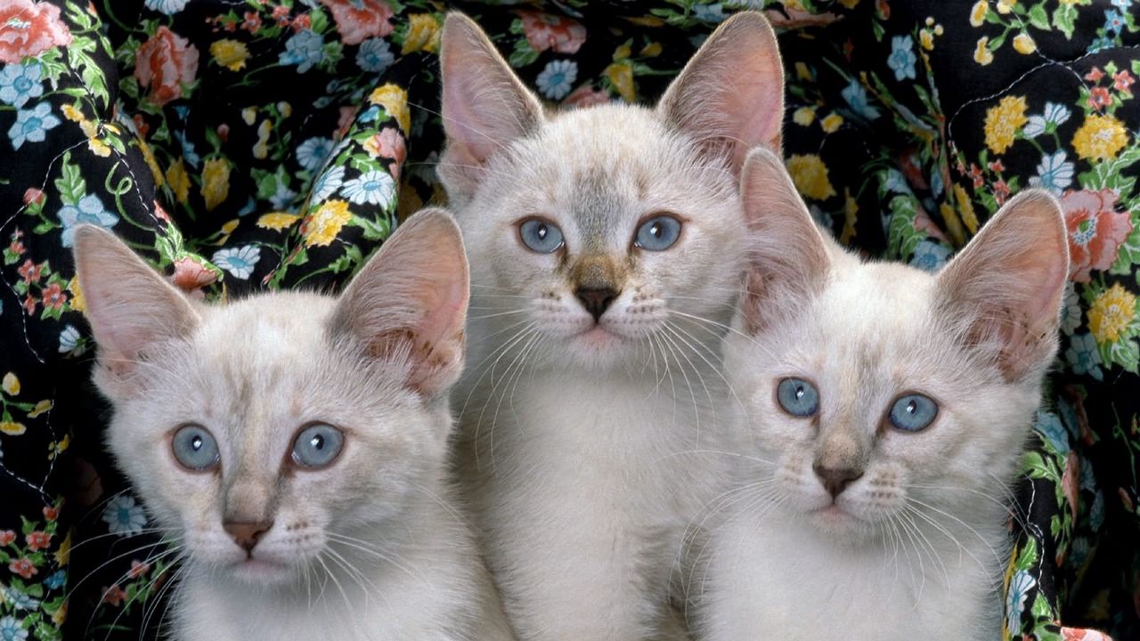 Wallpaper kittens, three, kids