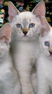 Preview wallpaper kittens, three, kids