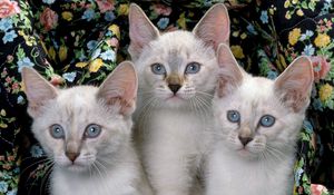 Preview wallpaper kittens, three, kids