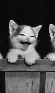 Preview wallpaper kittens, three, playful, fear, black white