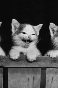 Preview wallpaper kittens, three, playful, fear, black white