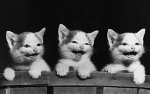 Preview wallpaper kittens, three, playful, fear, black white