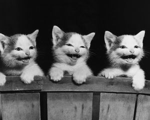 Preview wallpaper kittens, three, playful, fear, black white