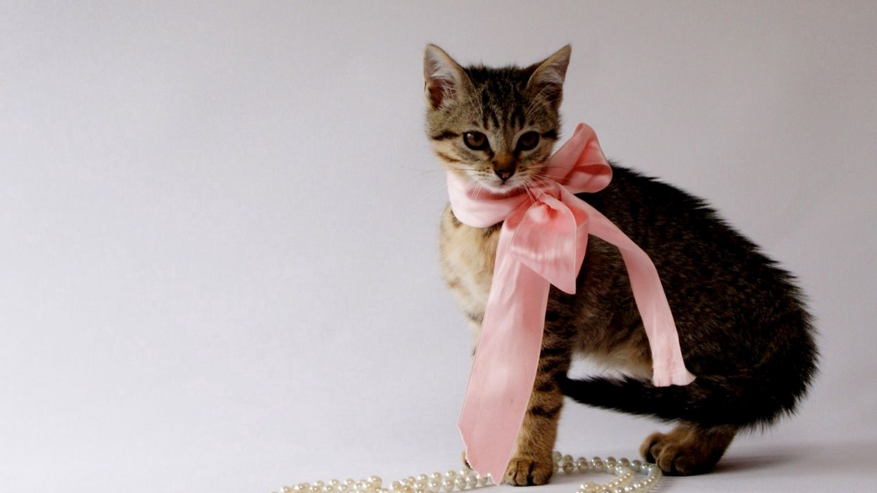 Wallpaper kitty, bow, beads, jewelry, beautiful