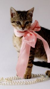 Preview wallpaper kitty, bow, beads, jewelry, beautiful