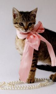 Preview wallpaper kitty, bow, beads, jewelry, beautiful