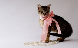 Preview wallpaper kitty, bow, beads, jewelry, beautiful