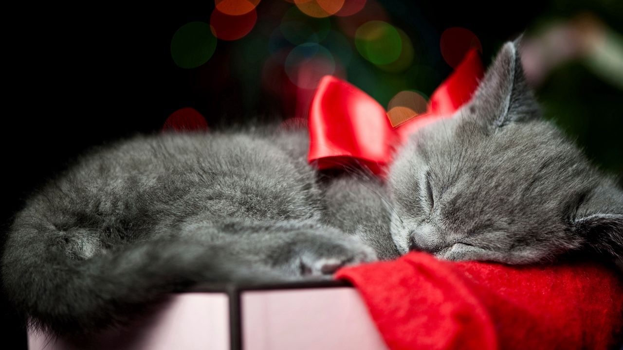 Wallpaper kitty, bow, sleep