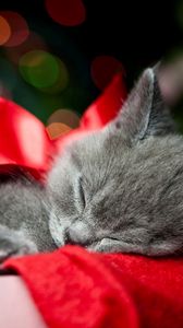Preview wallpaper kitty, bow, sleep