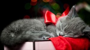 Preview wallpaper kitty, bow, sleep