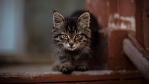 Preview wallpaper kitty, cat, fluffy, cute