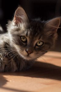 Preview wallpaper kitty cat, lying, floor, sun