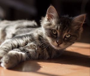 Preview wallpaper kitty cat, lying, floor, sun
