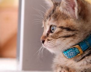 Preview wallpaper kitty, collar, sit, care