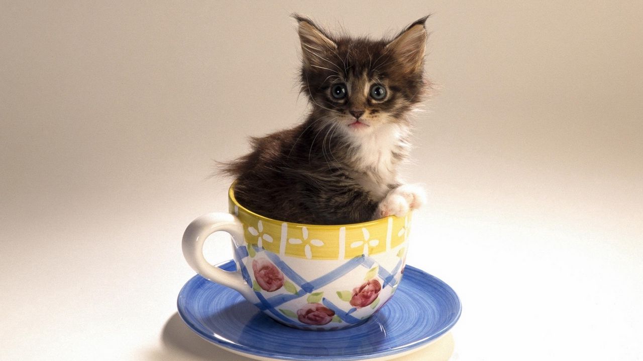 Wallpaper kitty, cup, fluffy, mottled