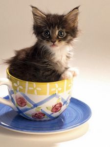 Preview wallpaper kitty, cup, fluffy, mottled