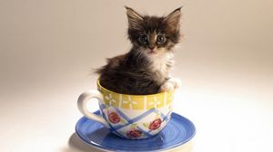 Preview wallpaper kitty, cup, fluffy, mottled