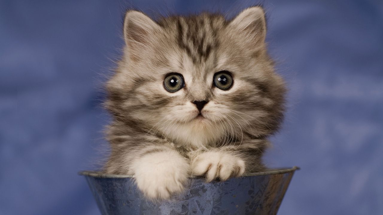 Wallpaper kitty, cup, sit, fluffy