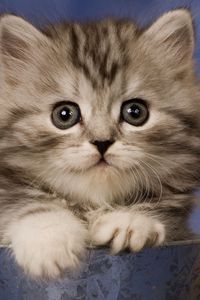 Preview wallpaper kitty, cup, sit, fluffy