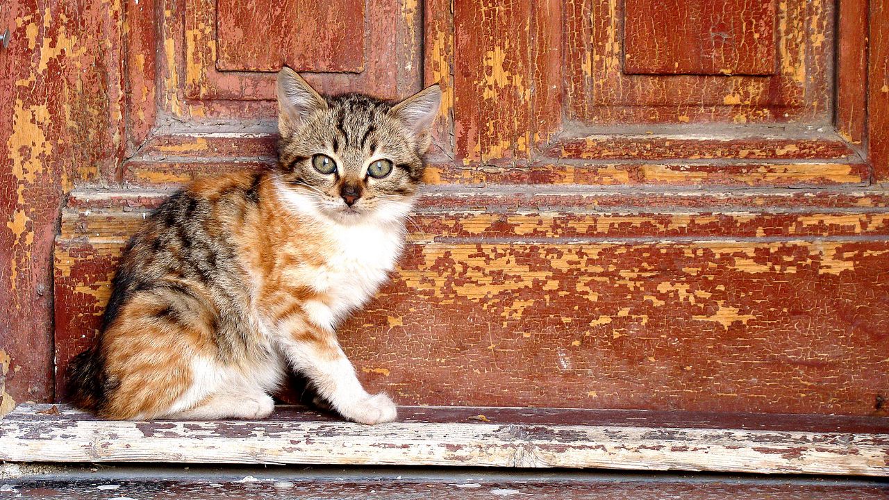 Wallpaper kitty, door, shabby