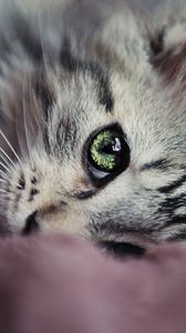 Preview wallpaper kitty, face, eyes, cute, look