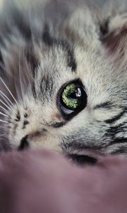 Preview wallpaper kitty, face, eyes, cute, look